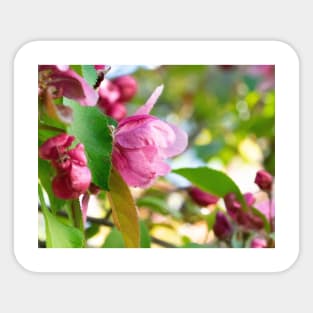 Photo of a beautiful pink cherry tree flowers Sticker